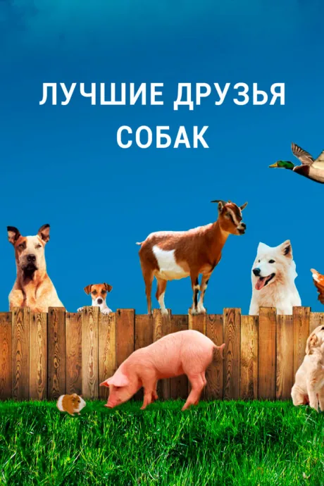 Лучшие друзья собак