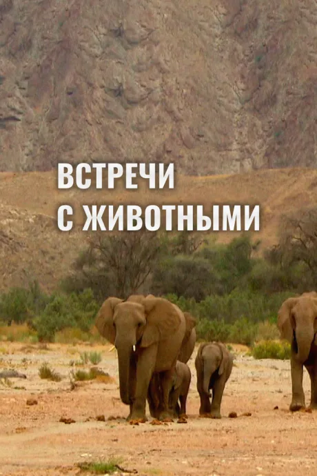 Встречи с животными